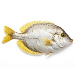 Bony Fish