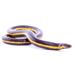 Caecilians