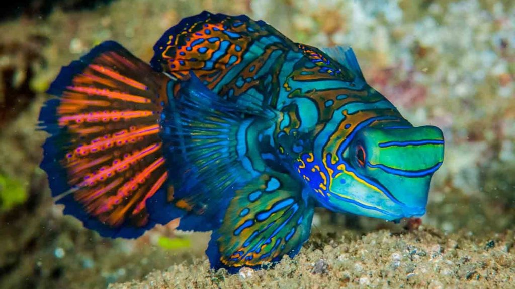 Fact about Saltwater Fish