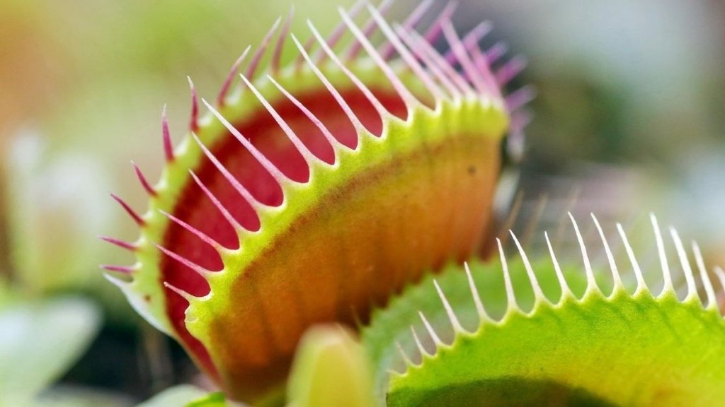 Fact about Venus Flytraps