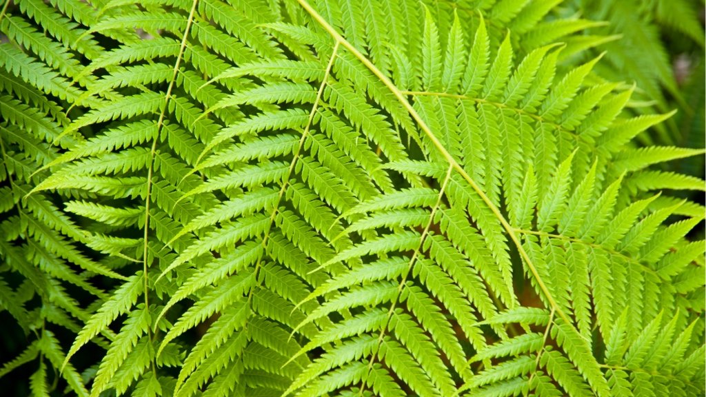 Fact about Tropical Ferns