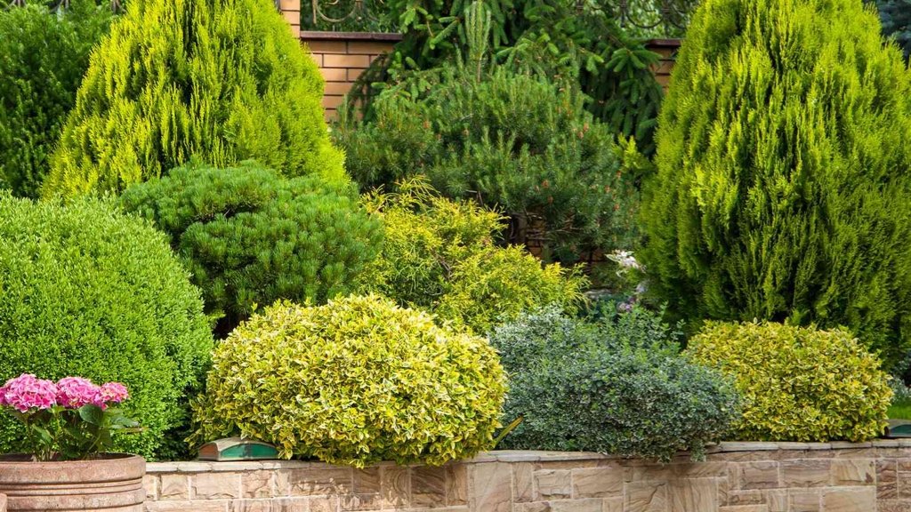 Fact about Shrubs