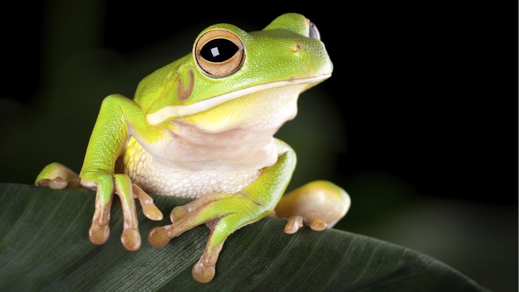 Fact about Amphibians