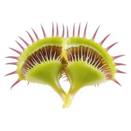 Venus Flytraps