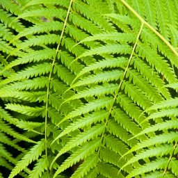 Tropical Ferns