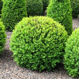 Shrubs
