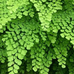 Ferns