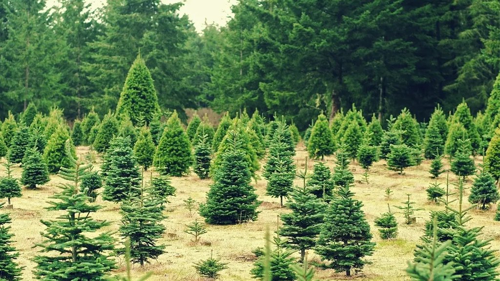 Fact about Evergreen Trees
