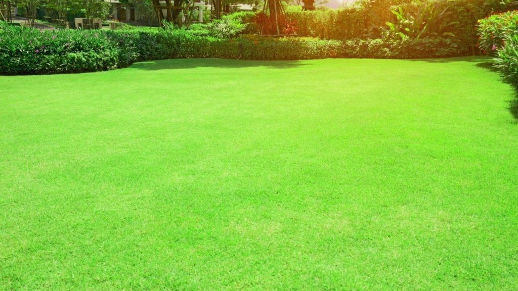 Fact about Lawn Grasses
