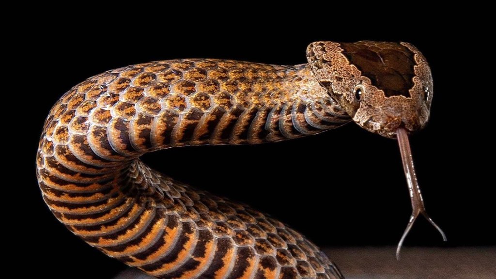Fact about Snakes