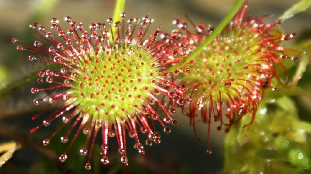Fact about Sundews