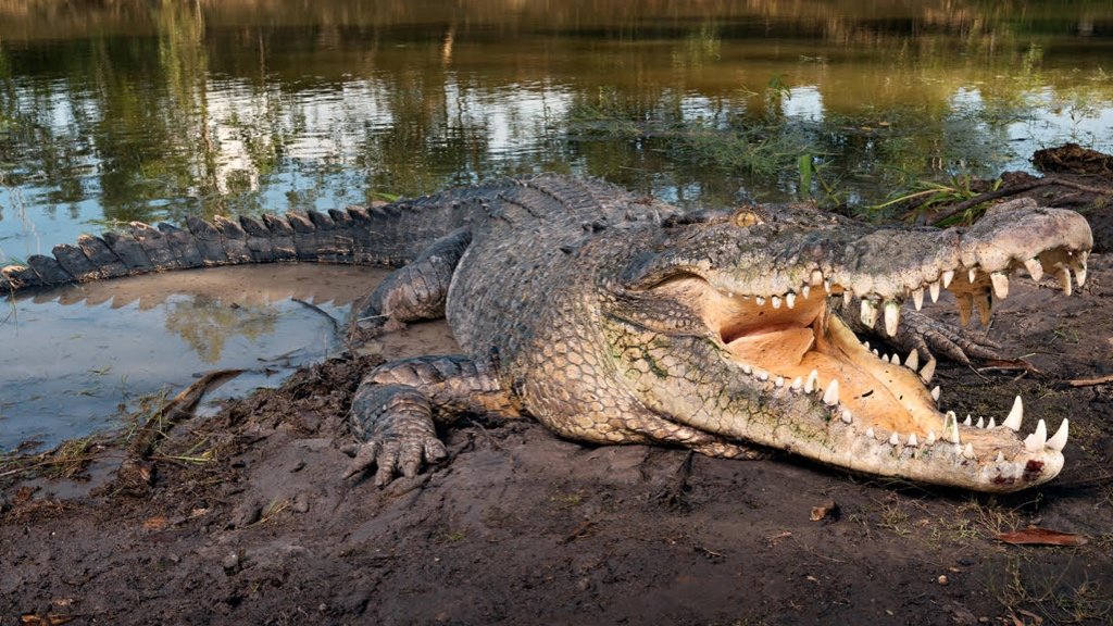 Fact about Crocodilians