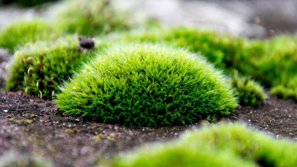 Fact about Cushion Mosses