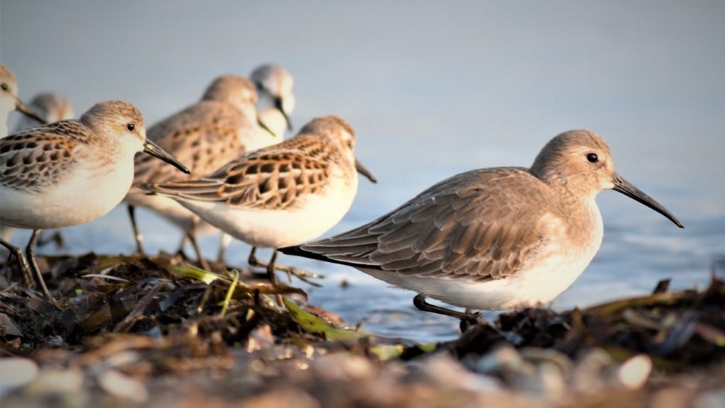 Fact about Shorebirds