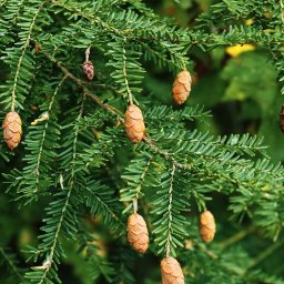 Facts about Evergreen Trees