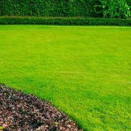 Facts about Lawn Grasses