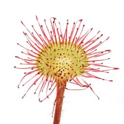Facts about Sundews