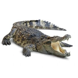 Facts about Crocodilians