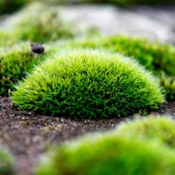 Facts about Cushion Mosses