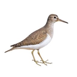 Facts about Shorebirds